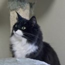 프롬시아 캐터리 이미지