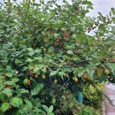 번암리 조천연꽃공원1 이미지