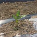 우승농장 이미지