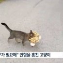 호랑이인형 훔쳐가는 고양이 이미지