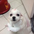 미니 앤 바니 애견샵 이미지