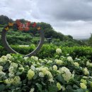 소등껄 수국정원(김해 수안마을)과 금빛노을 브릿지(구포시장~화명생태공원) 탐방.. 이미지