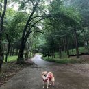 댕댕이숲 이미지