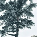 솜담채 이미지