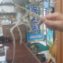 무안세발낙지 이미지