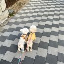 떡보끼마미