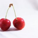 체리 - 송파구 오금로11길 11-15 | 체리
