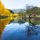 은행나무길 이미지