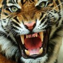 어흥어흥 이미지