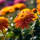 청도한옥민박 | 청도 날씨 따라 떠나는 가을 여행: 단풍 명소와 국화축제 완벽 가이드