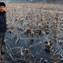 백설연차 이미지