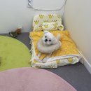 멍그니엘 이미지
