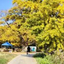 제10회 은행마을 단풍 축제 이미지