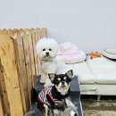 어벤독스 이미지