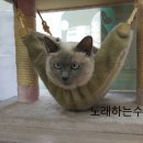 보노보노동물병원 | 보노보노동물병원 고양이 타미♥