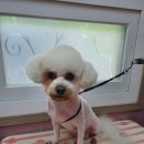 the 굿 dog 이미지