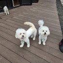 셀럽퍼피 | [일산강아지유치원]일산애견유치원-퍼피펜트하우스