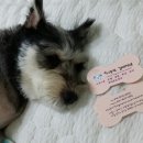 나밍밍 강아지네 이미지