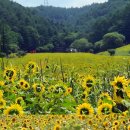 제646차 강원도 태백시 매봉산 &amp;해바라기축제 관람연계 산행안내(26. 7.28) 이미지