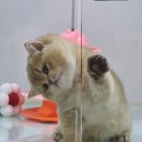 울산고양이분양 모나미네코 울산본점 이미지