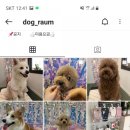 도그라움 이미지