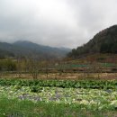 곡성-018 Daum카페