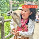푸꾸옥 빈펄사파리 빈원더스 입장권 트램 동물원 꿀팁