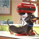 마이 펫테이블 이미지