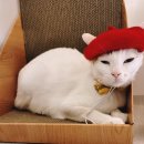 하늘동물병원 | 그레이스 동물병원 후기｜몇 년간 몰랐던 고양이 구토의 진짜 이유!