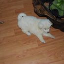 온달마루 Daum카페