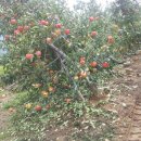 김영선농장 이미지