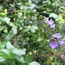 (버스)오성면사무소앞 이미지