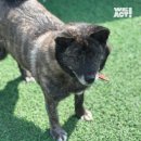 이평우 반려견 교육센터 이미지