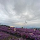 꽃별 | 거창 감악산 아스타 국화 꽃별여행 축제 후기 | 보랏빛 가을 정취