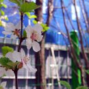 앵두나무우물가에 이미지