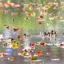 황새가족과 황새알 이미지