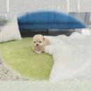 강화켄넬 | 안동 애견분양 폼스키분양 성공 비결! 1% 켄넬의 비밀