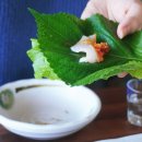 오션트리 이미지