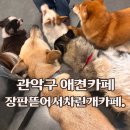 혼자두면 장판뜯어서 차린 개카페 이미지