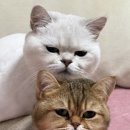함께냥 본점 이미지