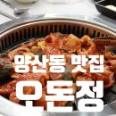 광주 북구 양산동 맛집 오징어삼겹숯불구이 열무냉국수 오돈정