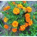 메리골드 Tagetes erecta 이미지