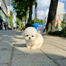 몽냥몽냥 강아지분양 고양이분양 송파점 이미지