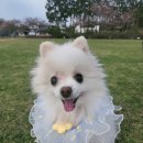 강아지와 산책 이미지