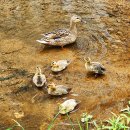 미운오리새끼 이미지