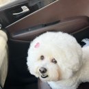 펫 필드 호텔 | 파주애견미용 운정스타필드빌리지 웰니스펫 빌리지