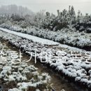 솔향기농원