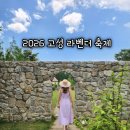 고성군 2 | 2026 강원도 고성 라벤더 팜 축제 기간 입장료 개화상황 후기