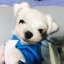 그르르르(grrr!) 이미지