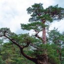 울진소나무 이미지